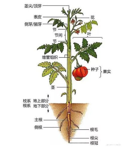 公務員考試常識積累：植物的秘密